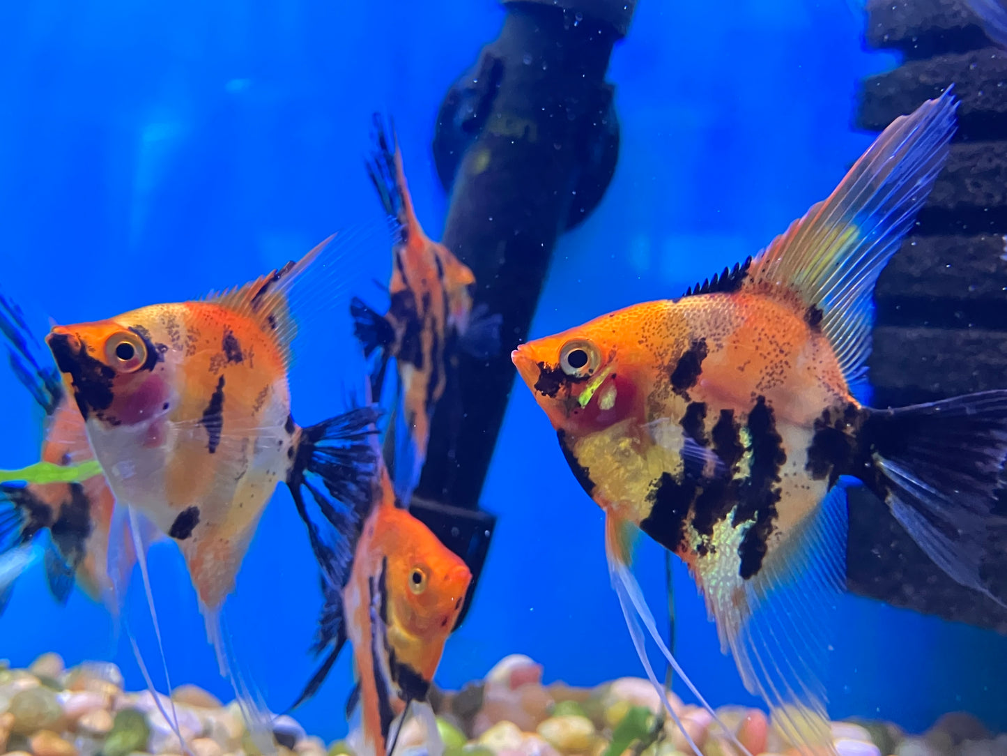 Red Devil Angelfish