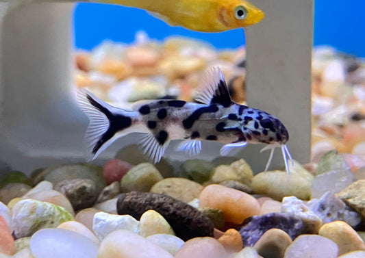 Synodontis polli “White” 1”