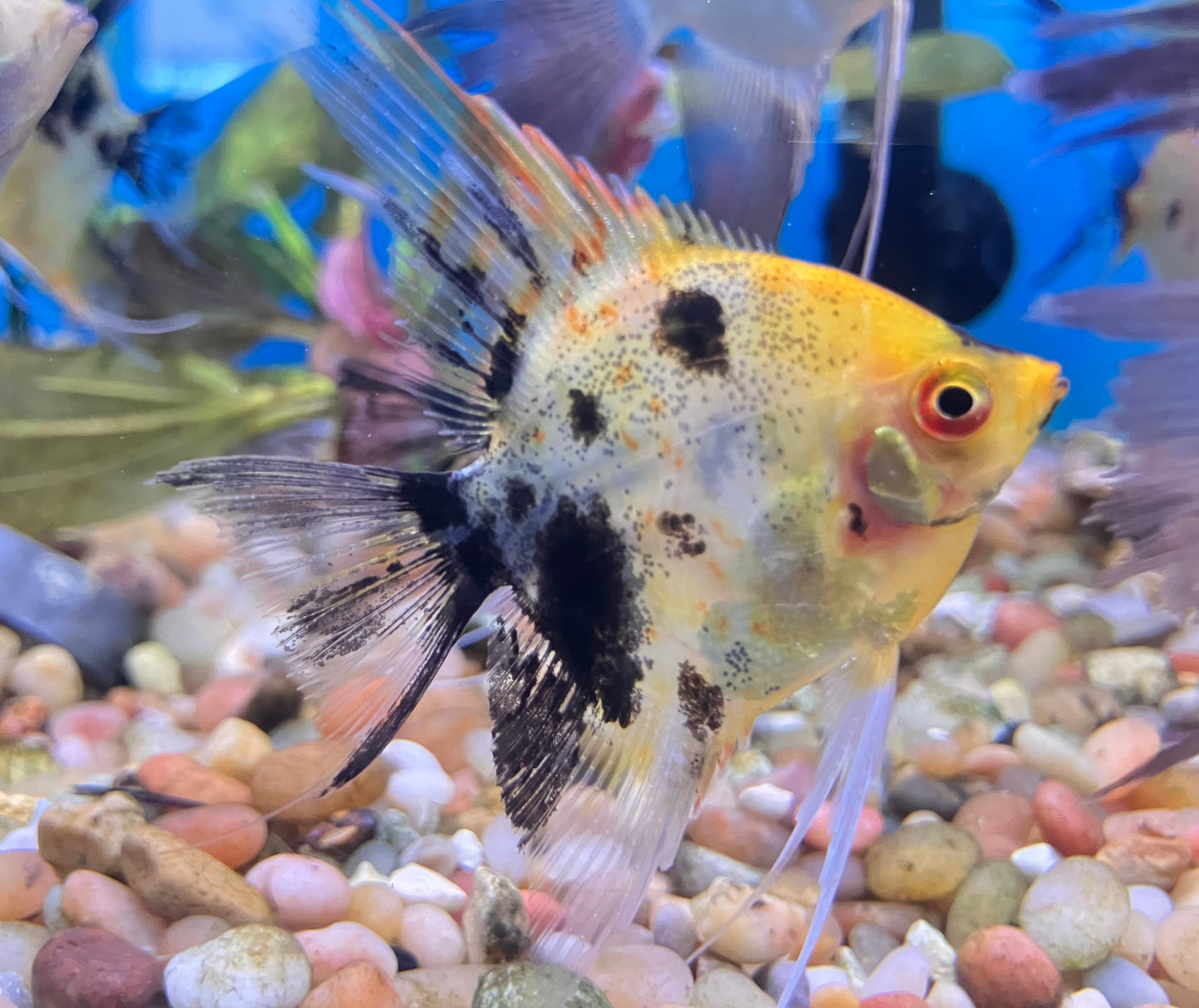 Koi Angelfish
