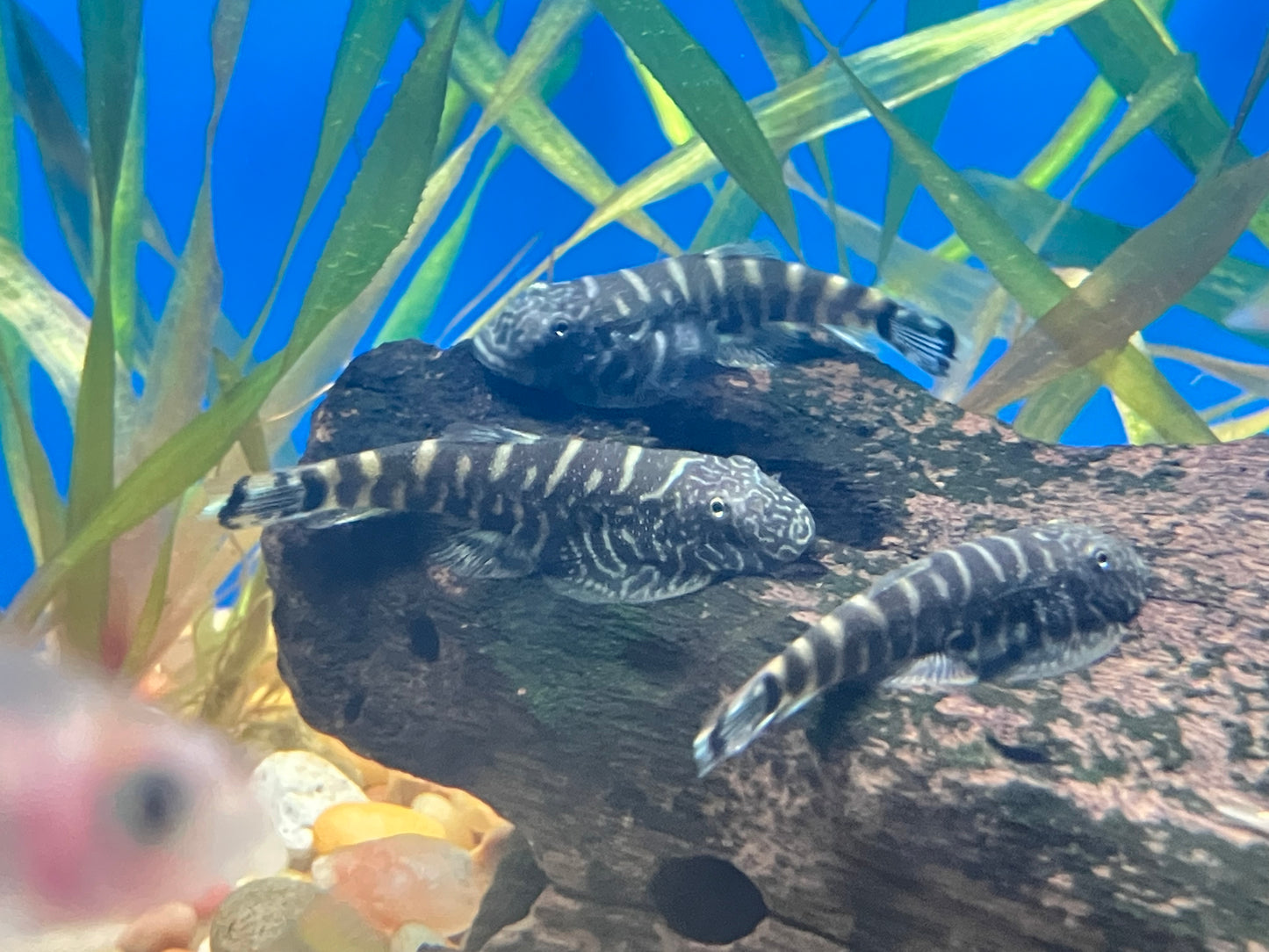 Blue Tail Hillstream Loach (Gastromyzon sp. SK03)