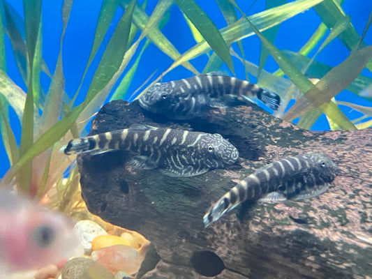 Blue Tail Hillstream Loach (Gastromyzon sp. SK03)