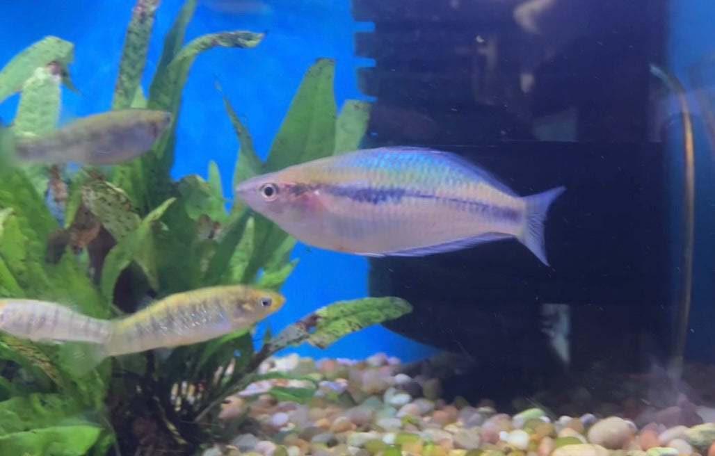 Synergos Rainbowfish (Melanotaenia synergos)