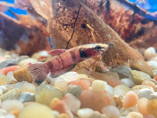 Betta channoides (Pair) wild-caught 1-1.5”