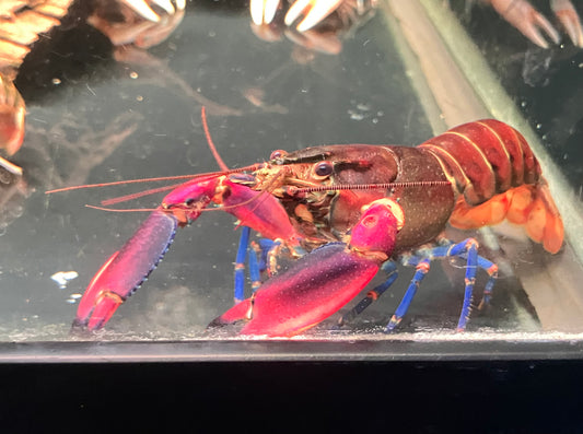 Cherax boesemani “Tricolor” Papuan Crayfish