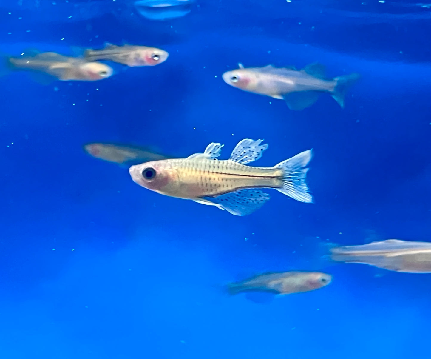 Gertrude’s Spotted Blue Eye Rainbowfish (3-Pack)