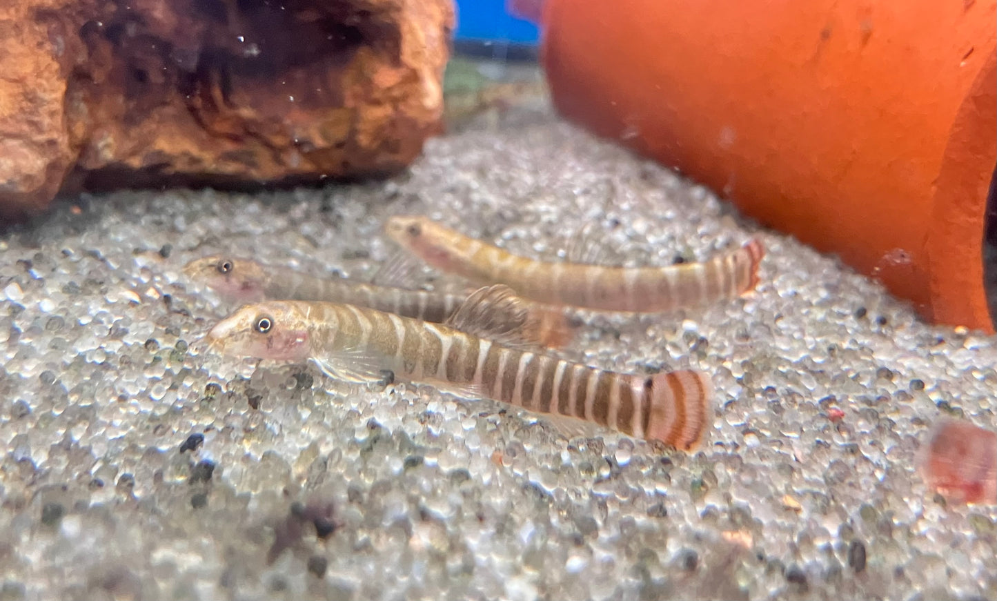 Red-Tailed Squirrel Loach (Aborichthys elongatus) -Pack of 3 fish