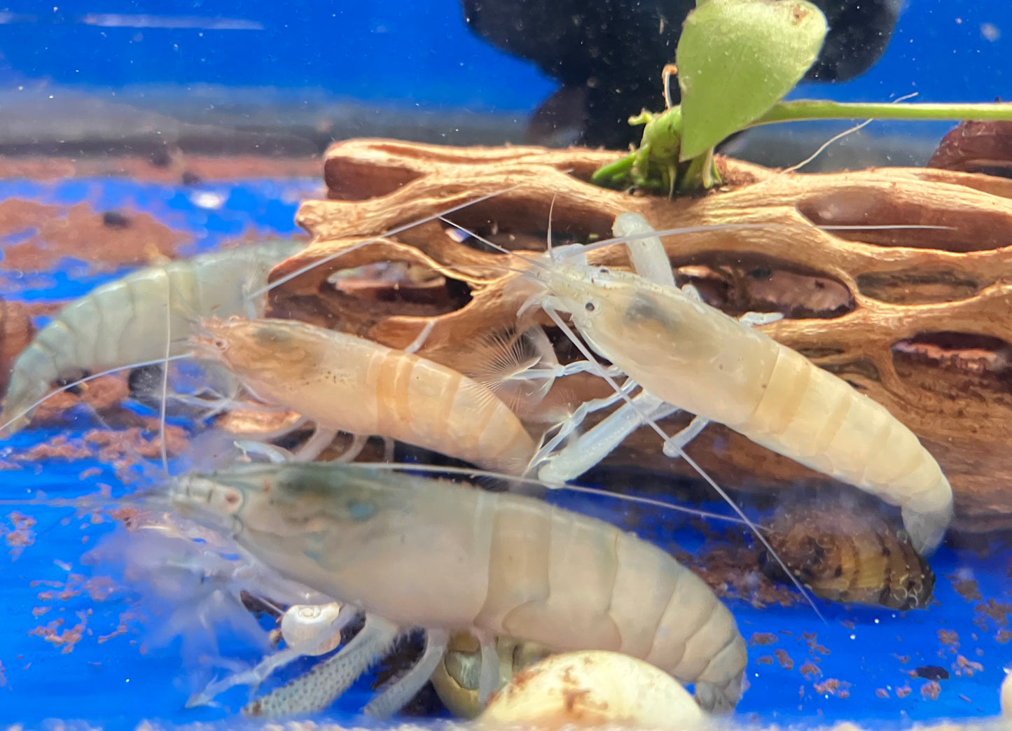 Vampire Shrimp 2-3” (Atya gabonensis)