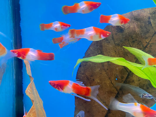 Kohaku Lyretail Swordtail (3-Pack)