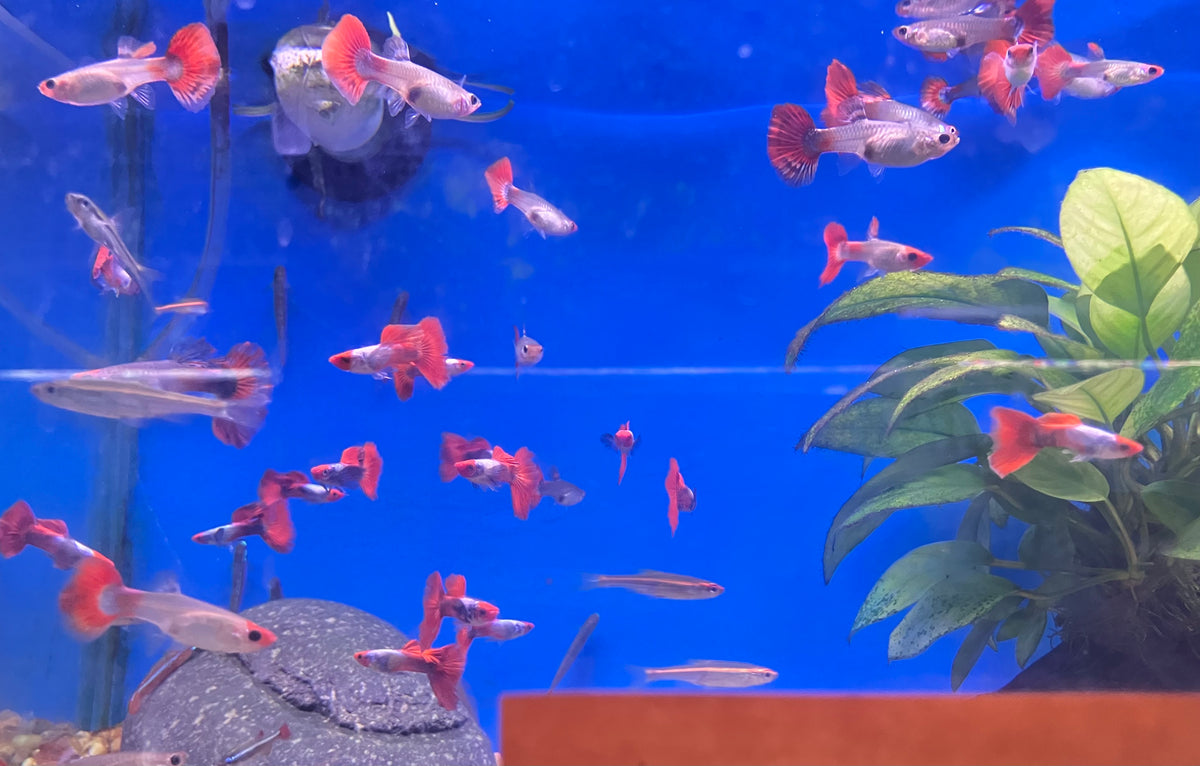Koi Platinum Redtail Dumbo Ear Guppy (M/F Pair)