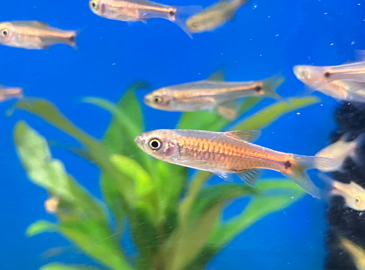 Red Cherry Rasbora (Rasbora lacrimula)  1”  (6-Pack)