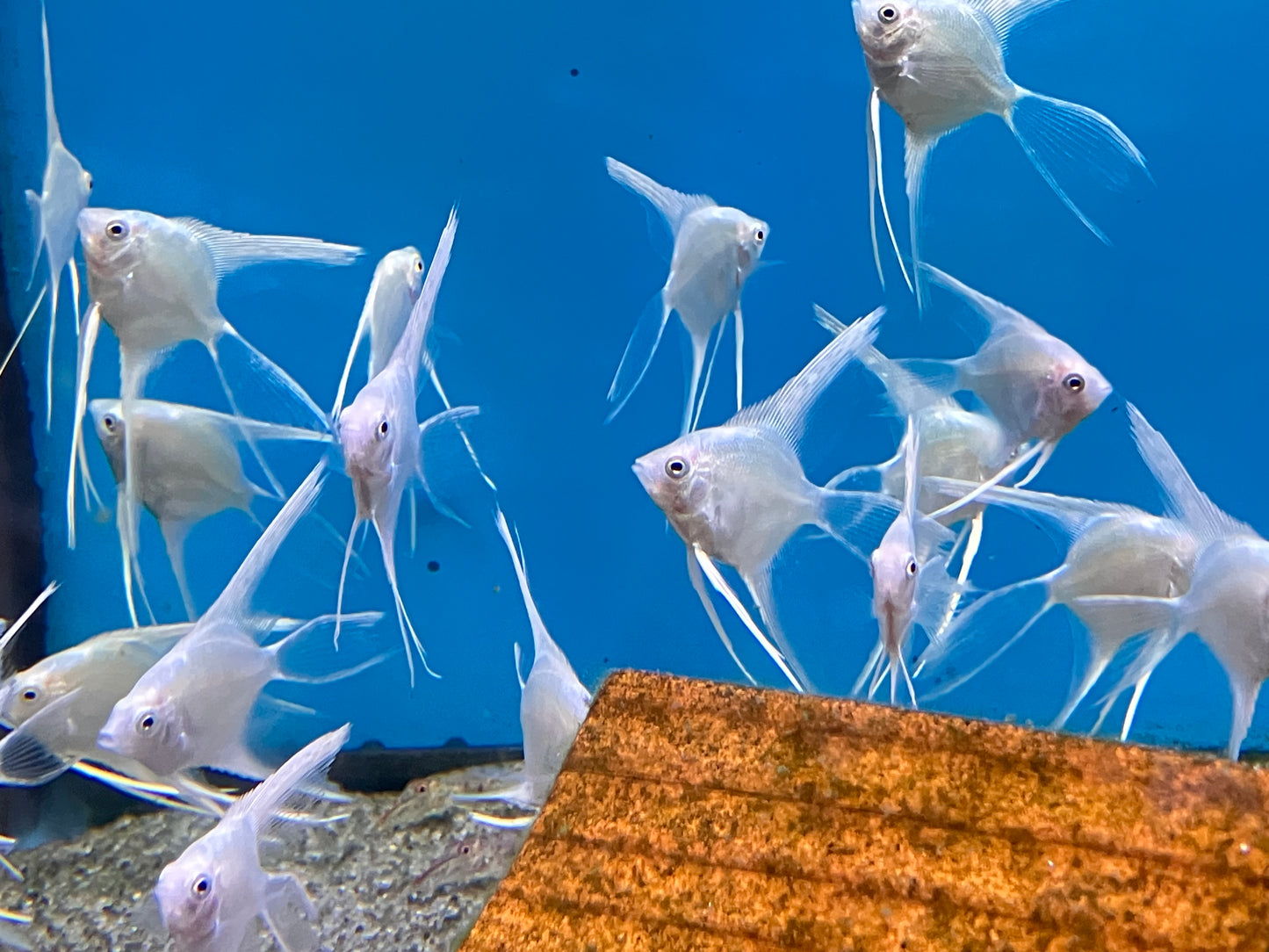Platinum Angelfish