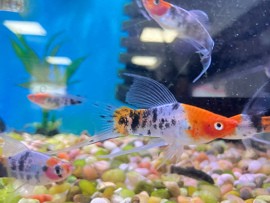 Sanke Lyre Swordtail