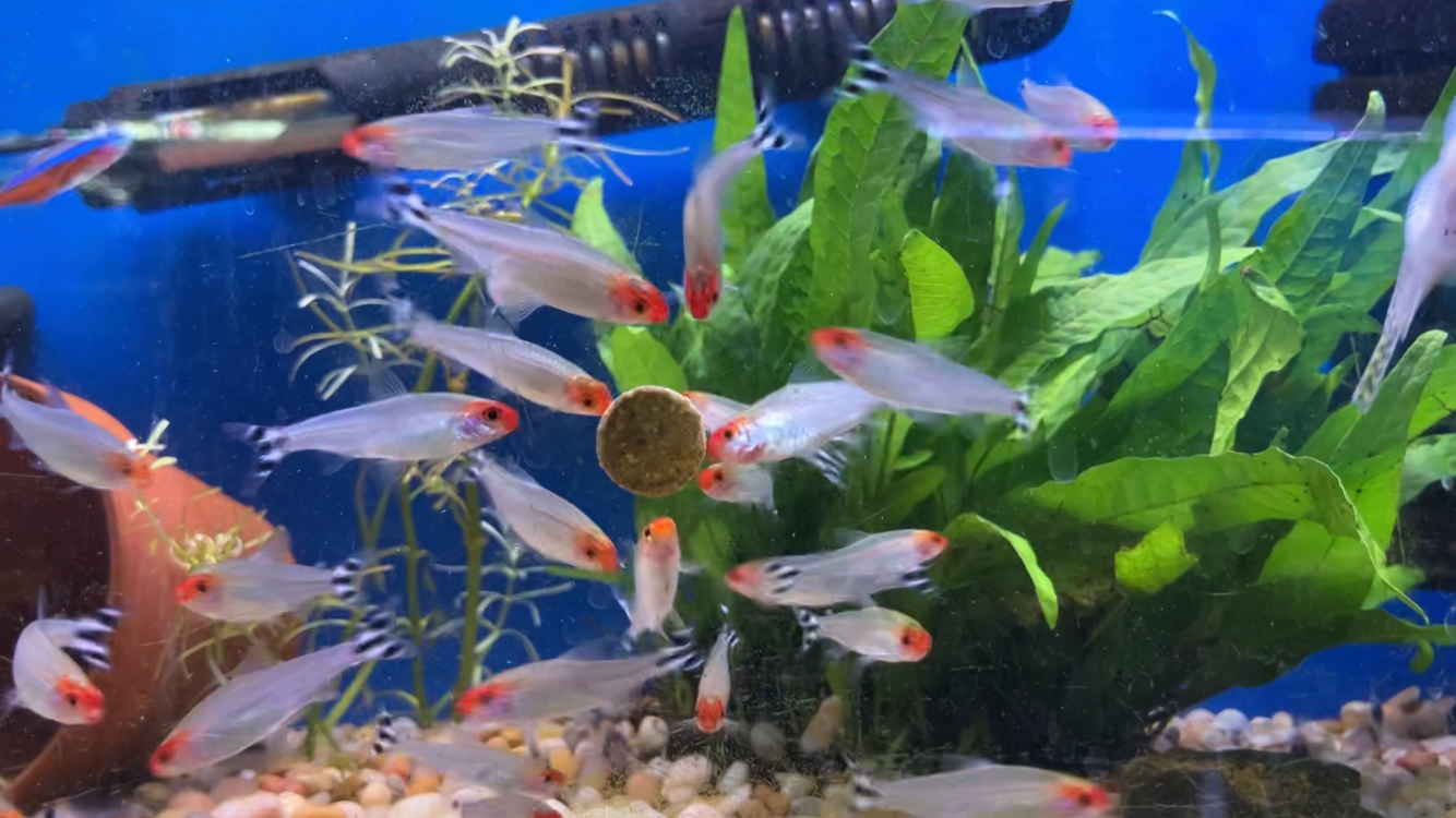 Rummynose Tetras ( 10-Pack )