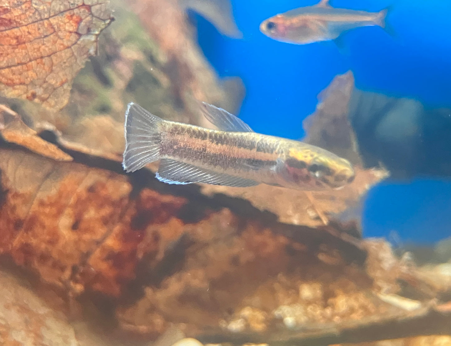 Betta channoides (Pair) wild-caught 1-1.5”