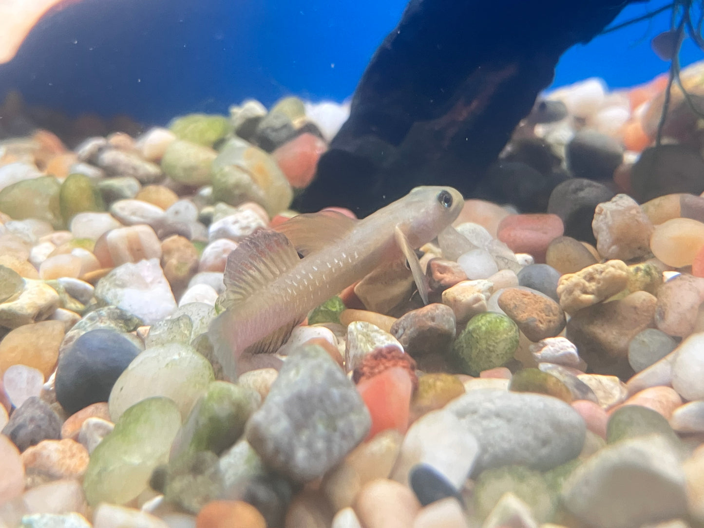 Hifin Rainbow Goby (Sicyopus cebuensis)