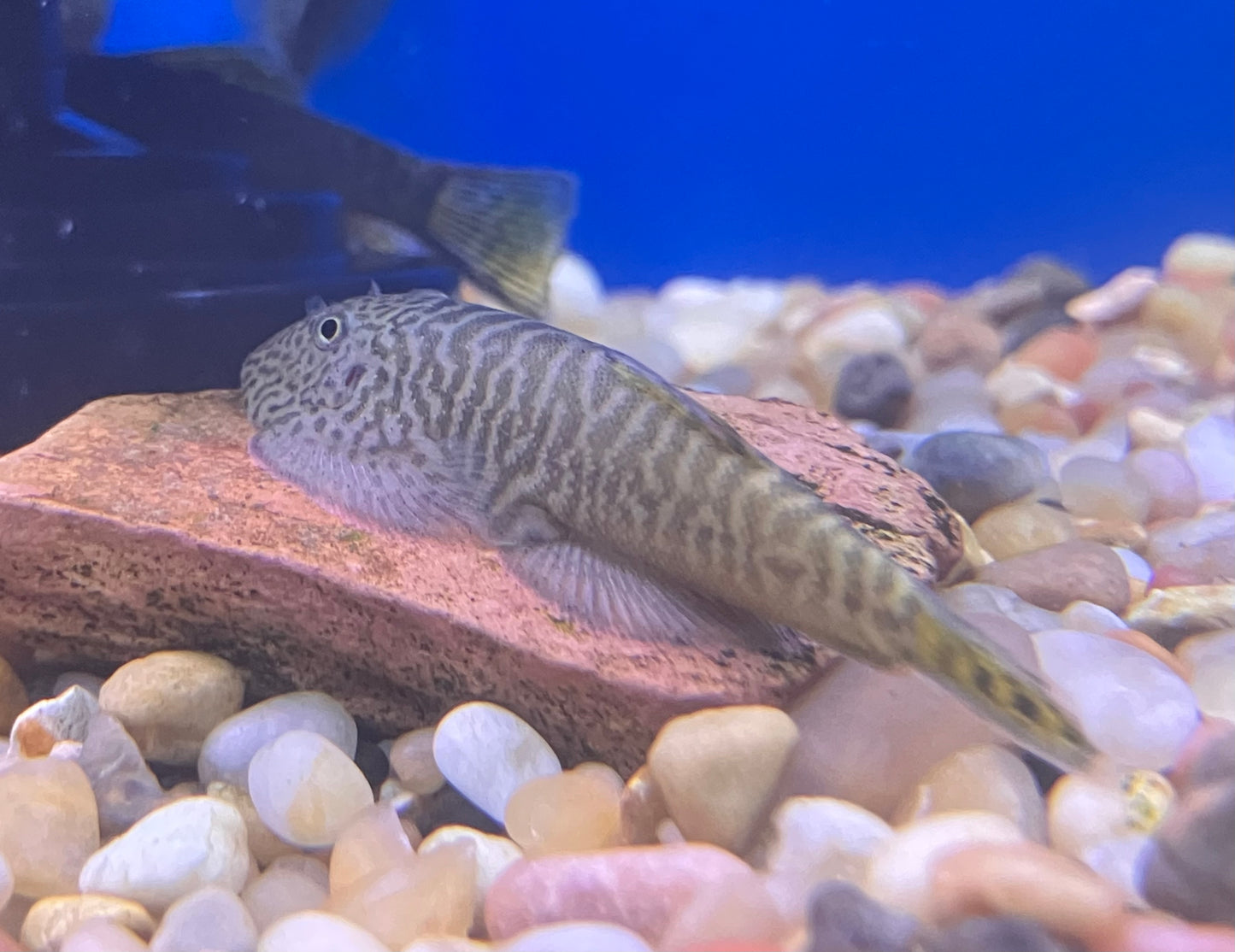 Golden Leopard Hillstream Loach (Gastromyzon embalohensis)
