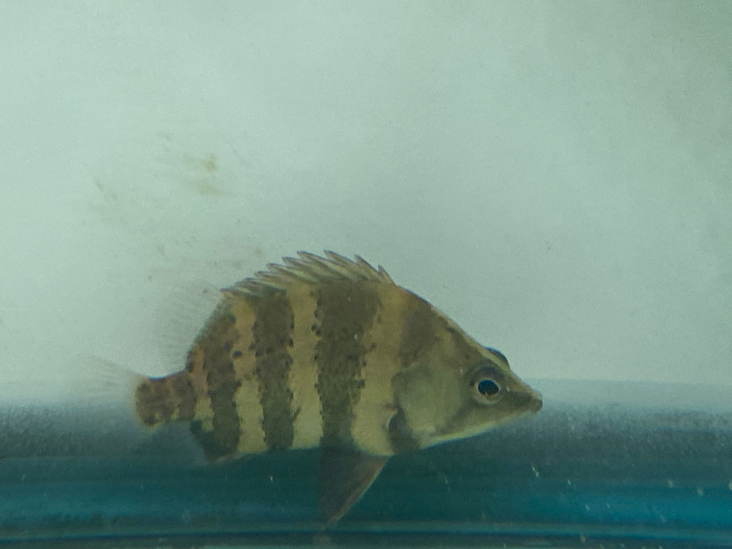 New Guinea Tiger Datnoids / NGT 3"