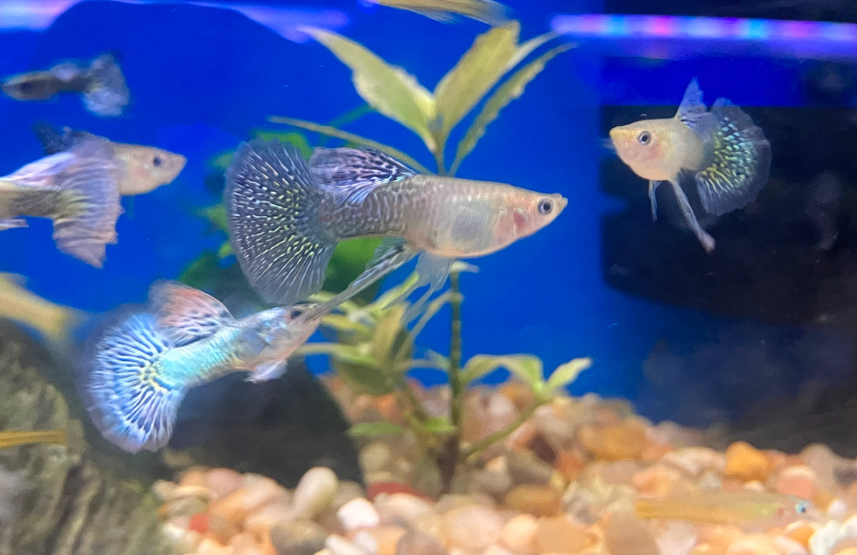 Platinum Blue Dragon Guppy (M/F Pair)