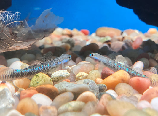 Black Kumpay Goby (Stiphodon atropurpureus)