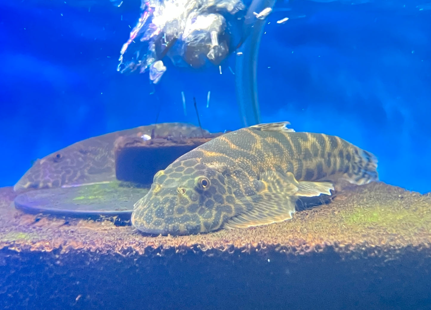 Leopard Hillstream Loach (Gastromyzon sp. Leopard)