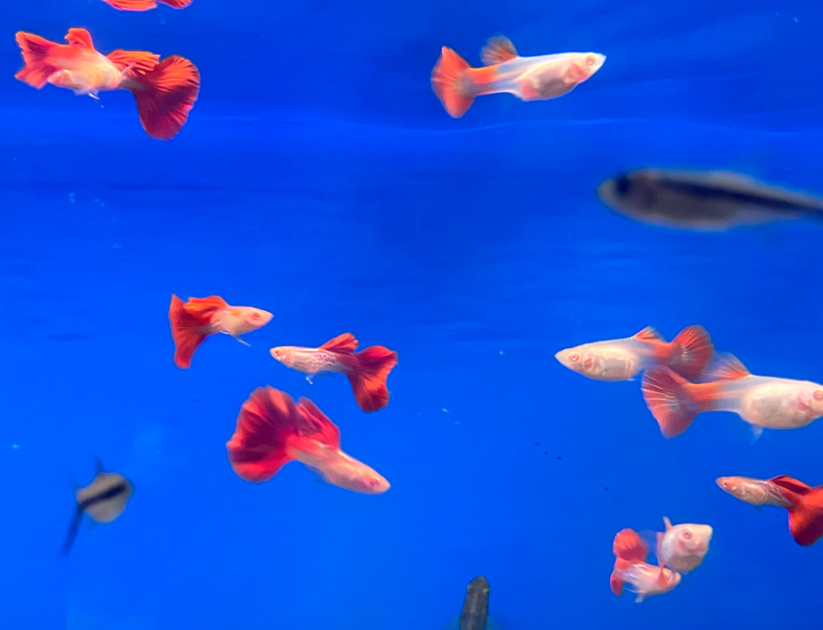 Albino Redtail Galaxy Guppy (M/F Pair)