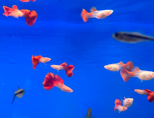 Albino Redtail Galaxy Guppy (M/F Pair)