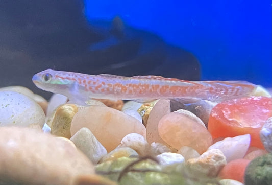 Annie’s Dwarf Goby (Stiphodon annieae)