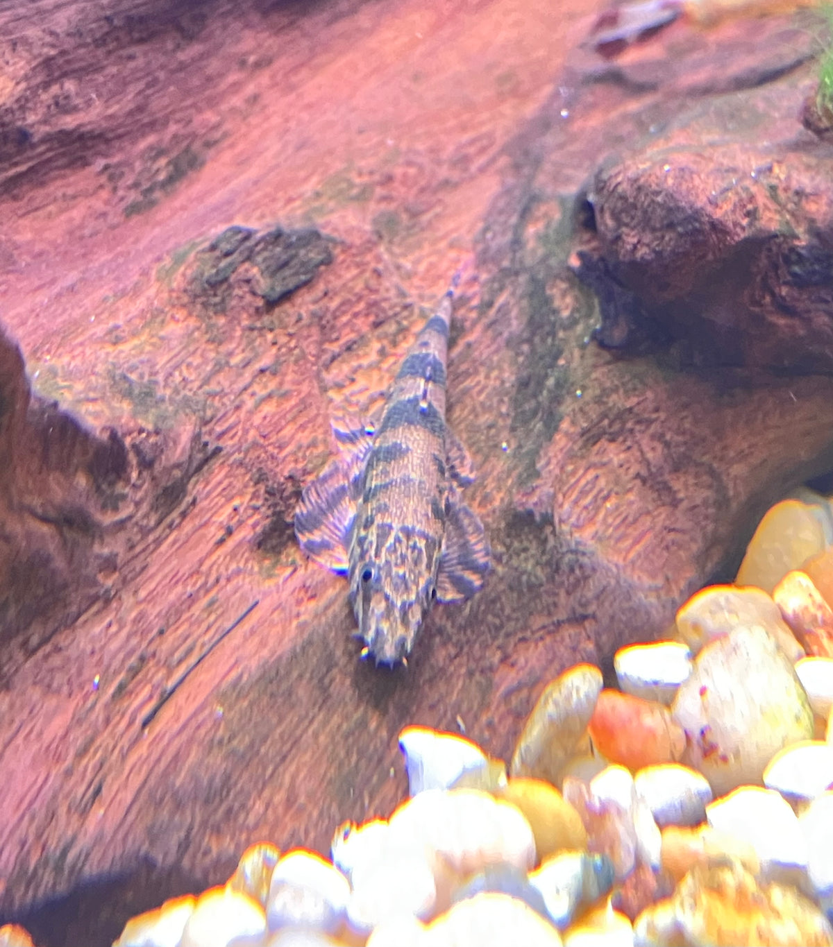 Alligator / Gecko Hillstream Loach (Homalopteroides cf. smithi)