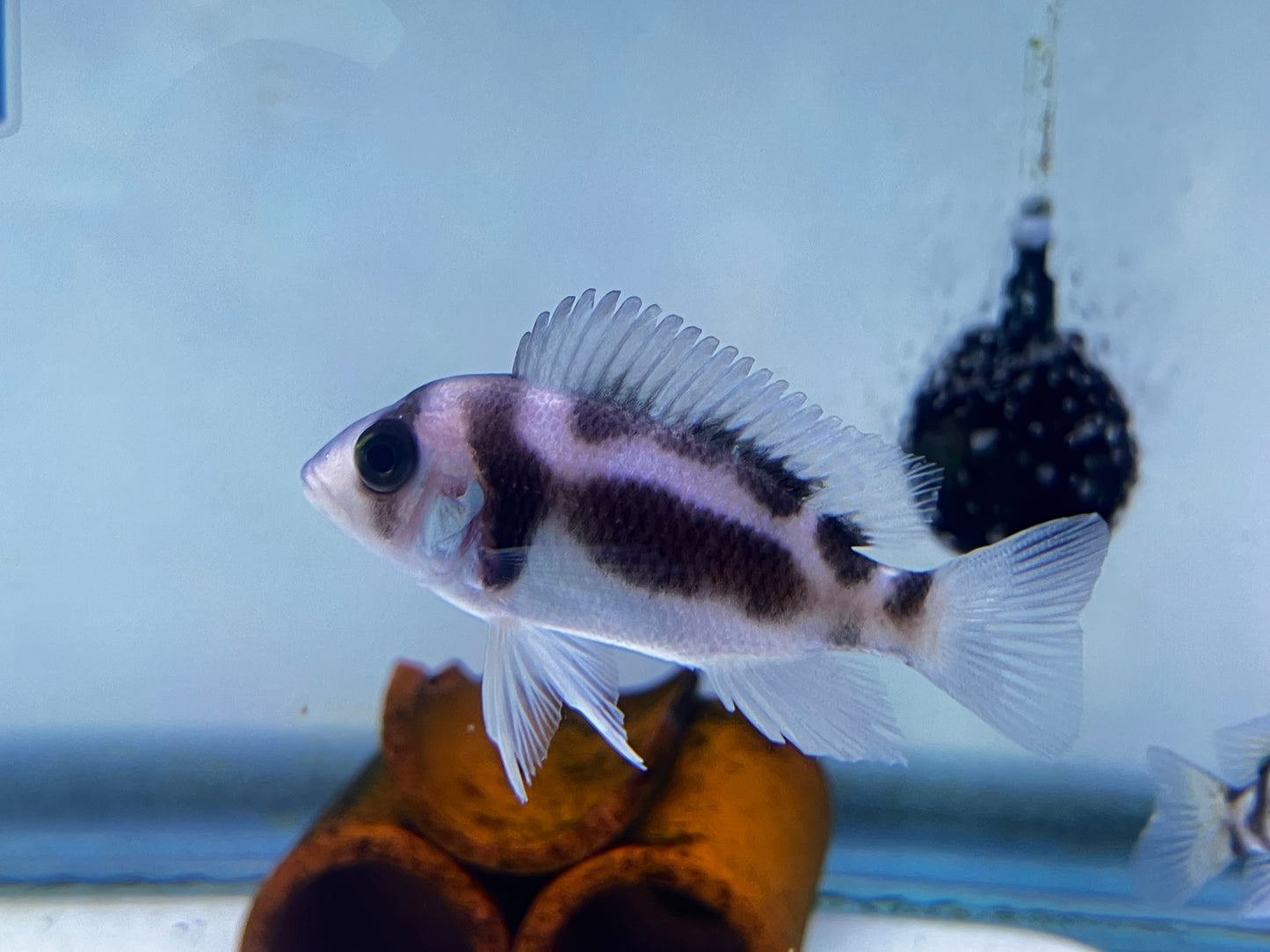 Black Widow Frontosa 2”