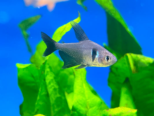 Black Phantom Tetra (6-Pack)