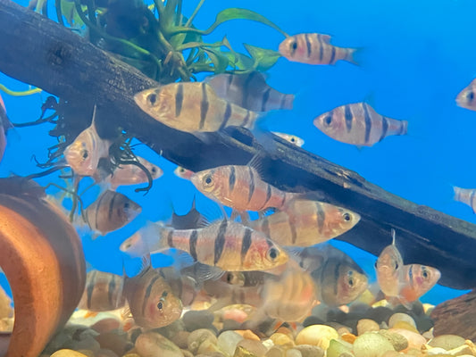 Six Banded Barb (Desmopuntius hexazona) (pack of 6)