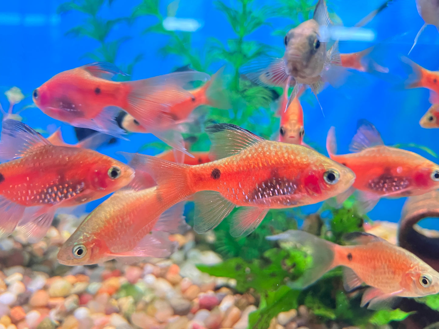 Slayer Red Rosy Barb