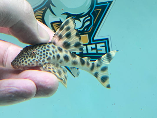 L075 Para Pleco (Peckoltia sabaji) 3”