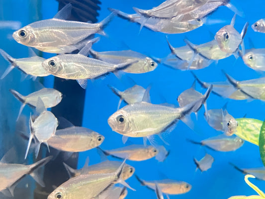 Costae Tetra (6 Pack)