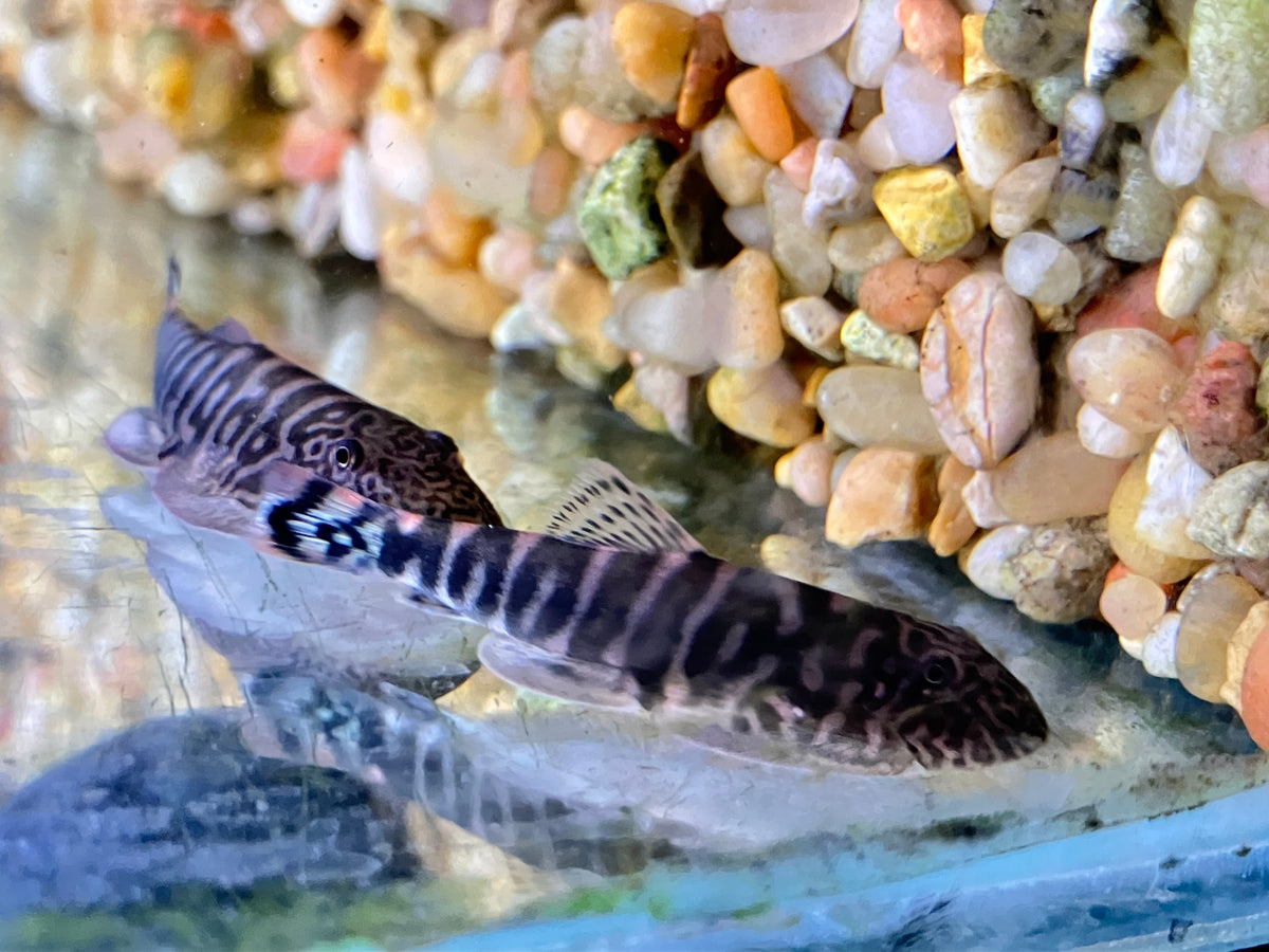 Gastromyzon sp. Filiusia Tigris Lemon Tail Borneo Loach