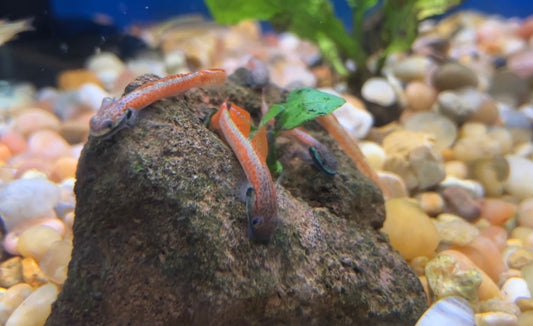 Annie’s Dwarf Goby (Stiphodon annieae)