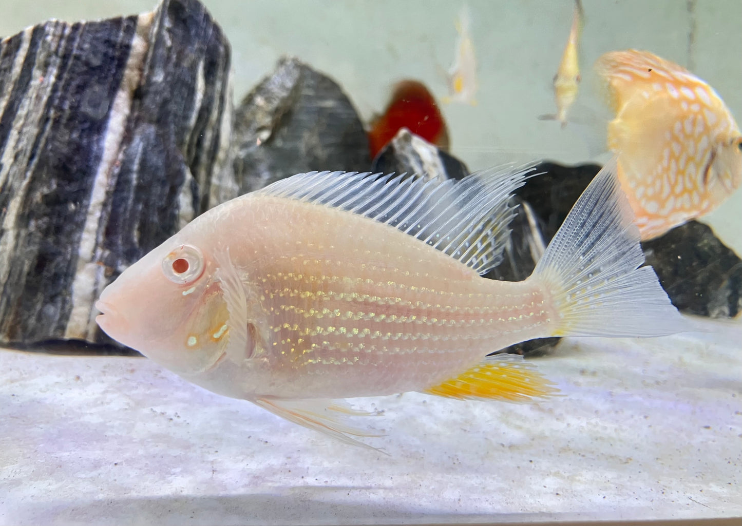 Albino Threadfin Acara (Acarichthys heckelii “albino”)  4-5”