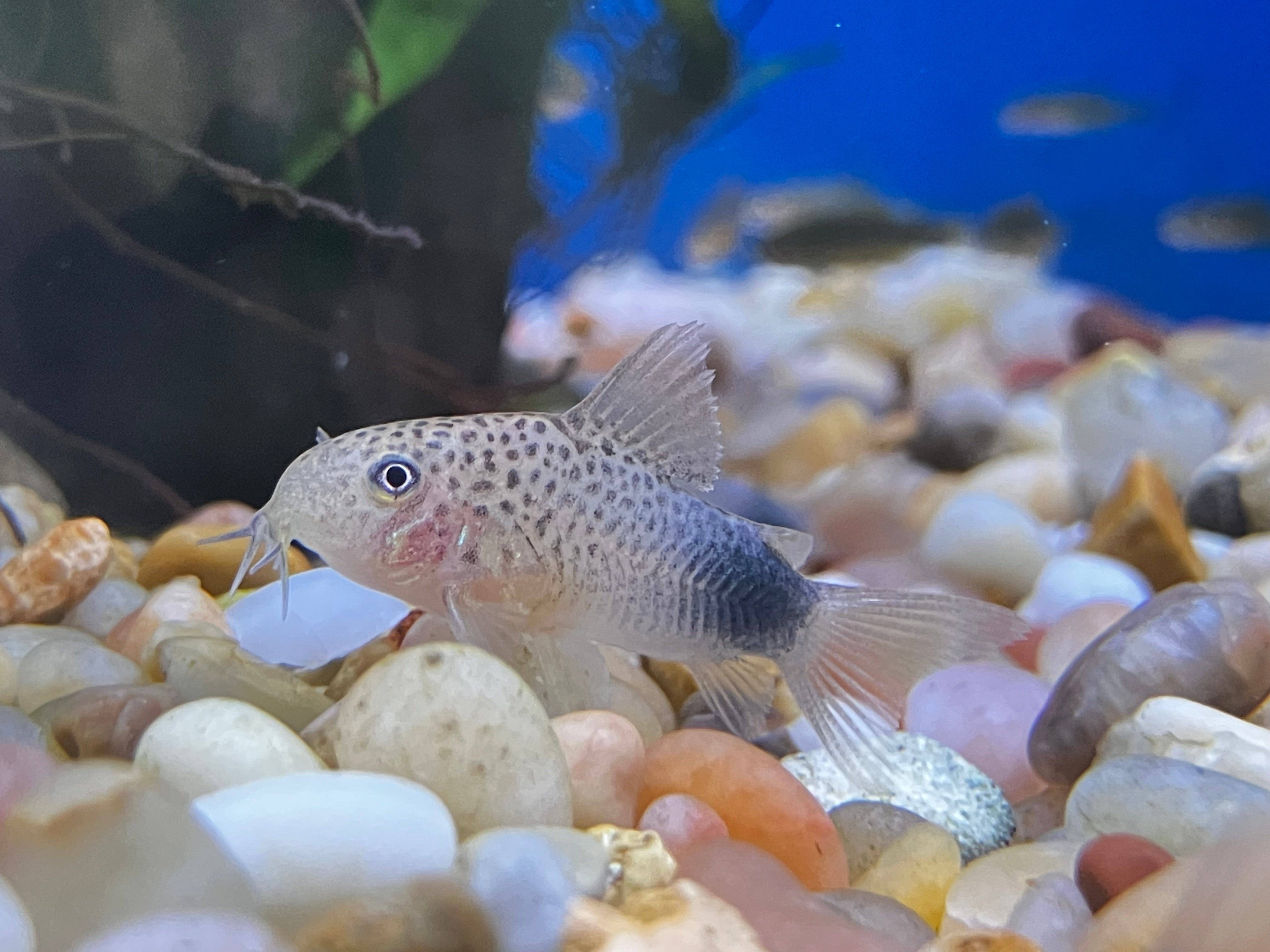 河童と白熊 Current Stock – Page 5 – J4 aquatics