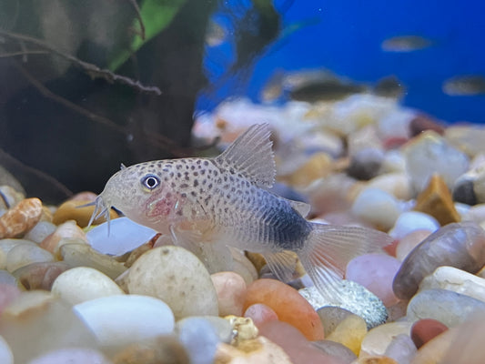 Violet / Smudge-Spot Cory (Hoplisoma similis)