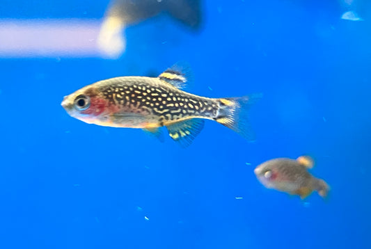 Galaxy Rasbora / Celestial Pearl Danio (Celestichthys margaritatus) (6-Pack)