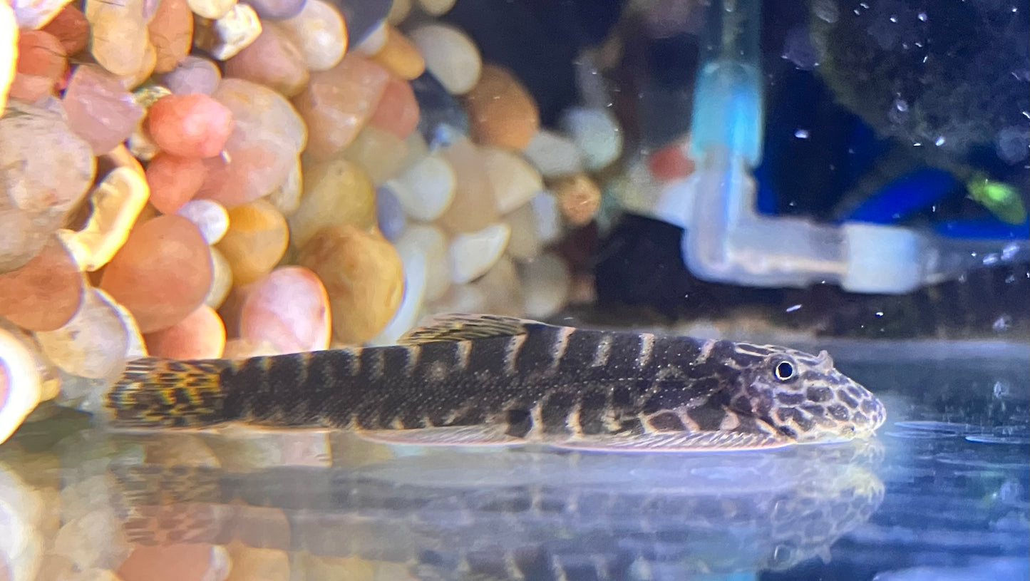 Gastromyzon sp. SKO4 - Yellow Tail Borneo Hillstream Loach