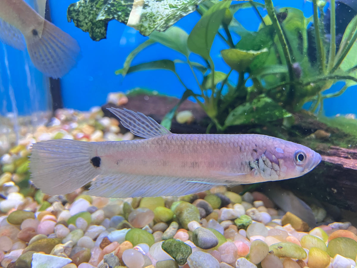 Betta unimaculata 3-3.5” (Pair)