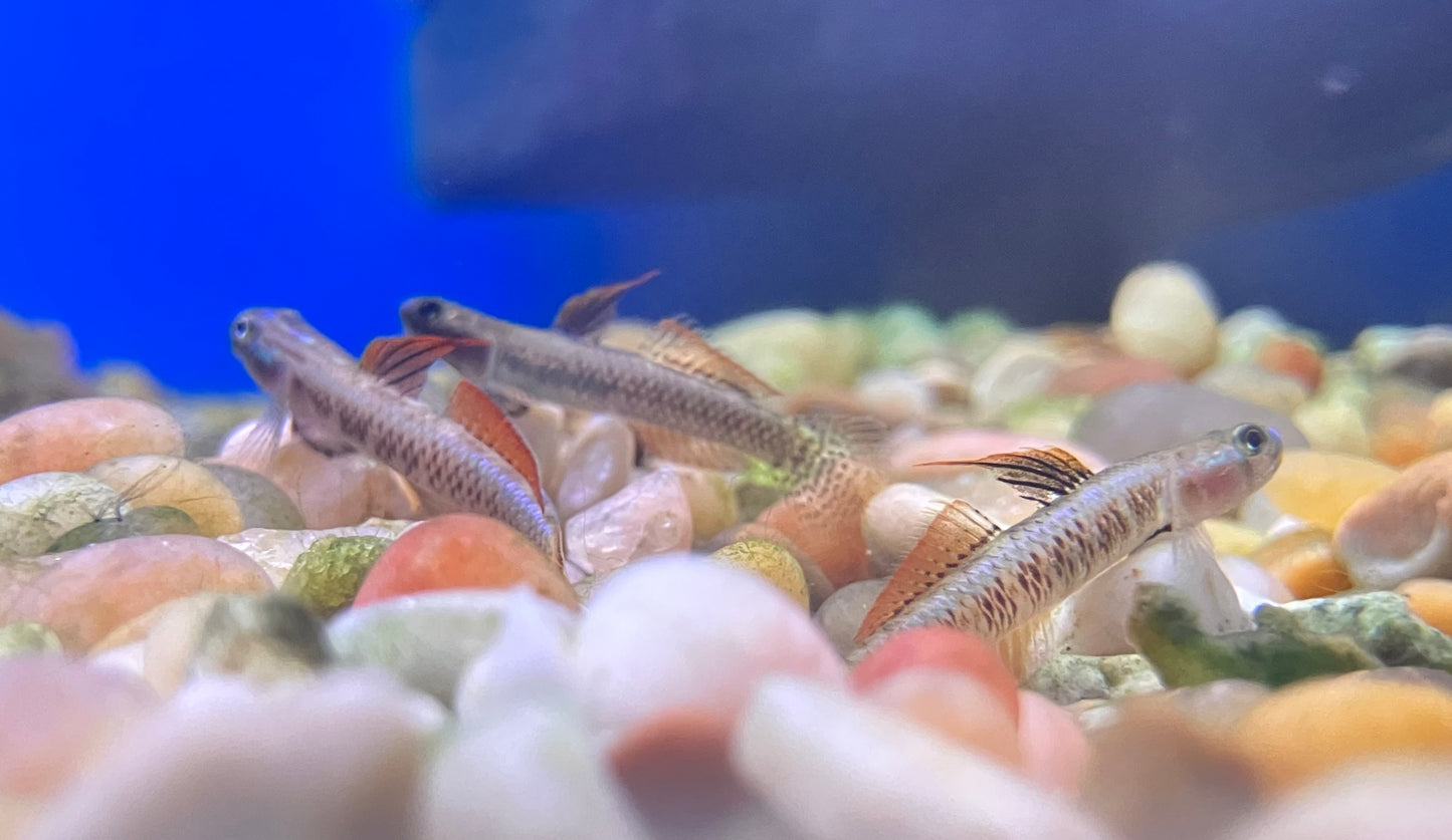 Gold Neon Dwarf Goby (Stiphodon percnopterygionus)