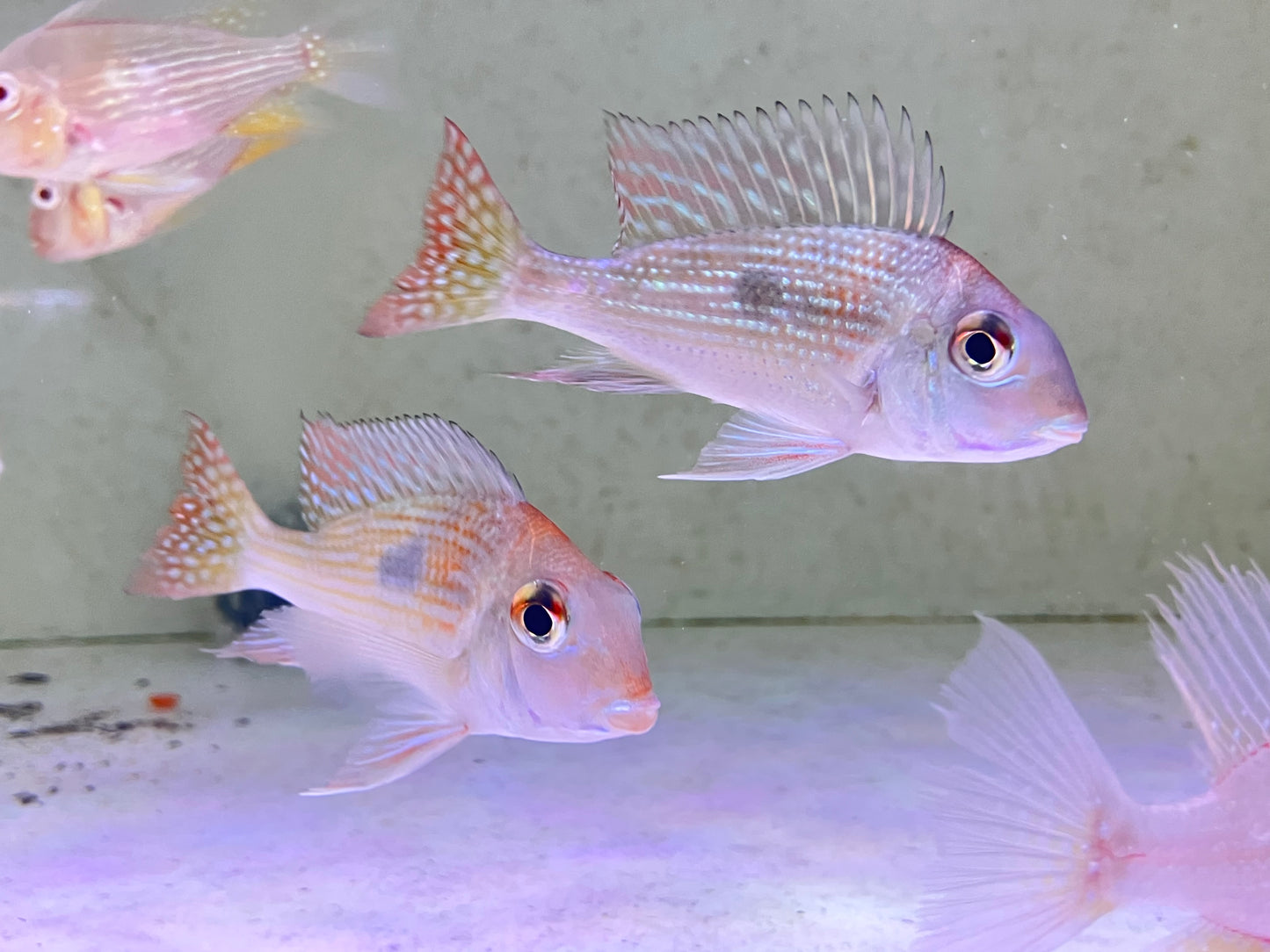 Geophagus sp. Rio Gurupi 3-4”
