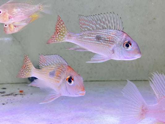 Geophagus sp. Rio Gurupi 3-4”