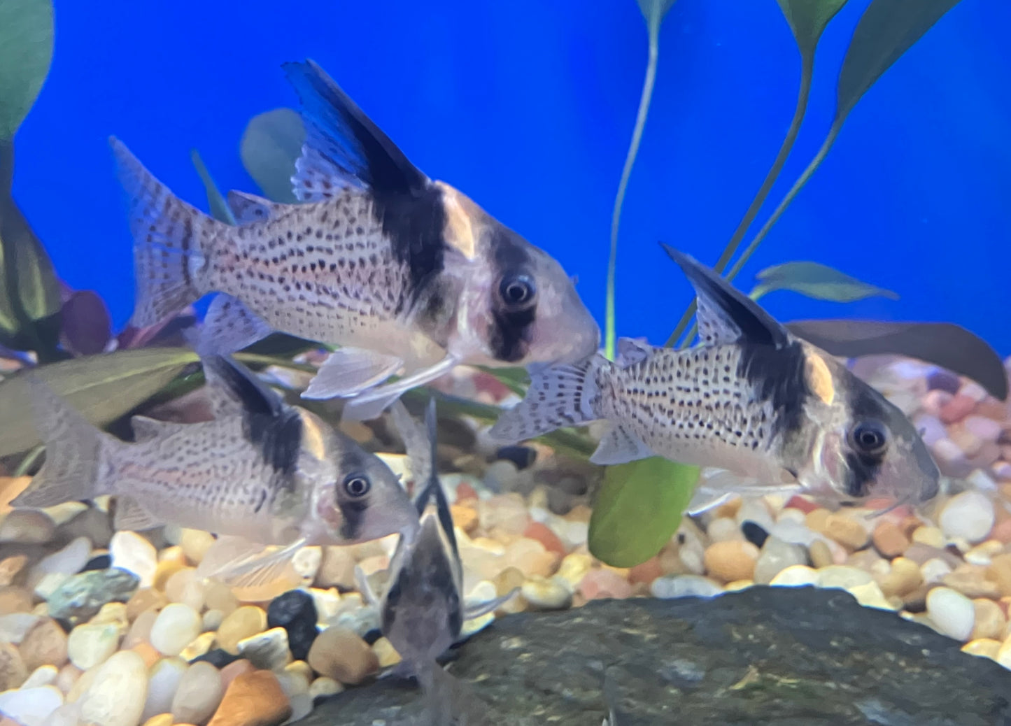 CW027 Spotted Hi Fin Cory (Hoplisoma cf. brevirostris) 2”