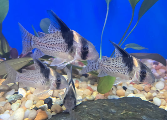 CW027 Spotted Hi Fin Cory (Hoplisoma cf. brevirostris) 2”