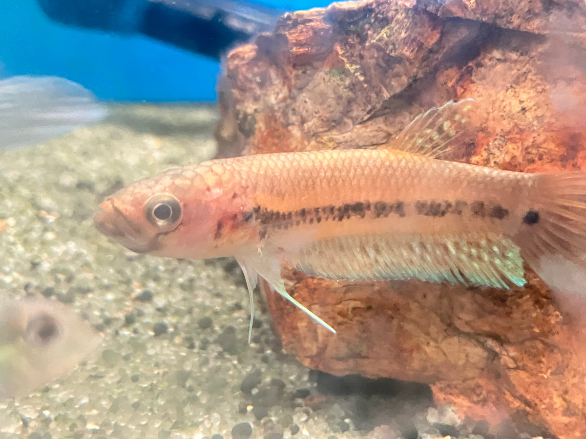 Betta ocellata “Tarakan”  3” (Pair)
