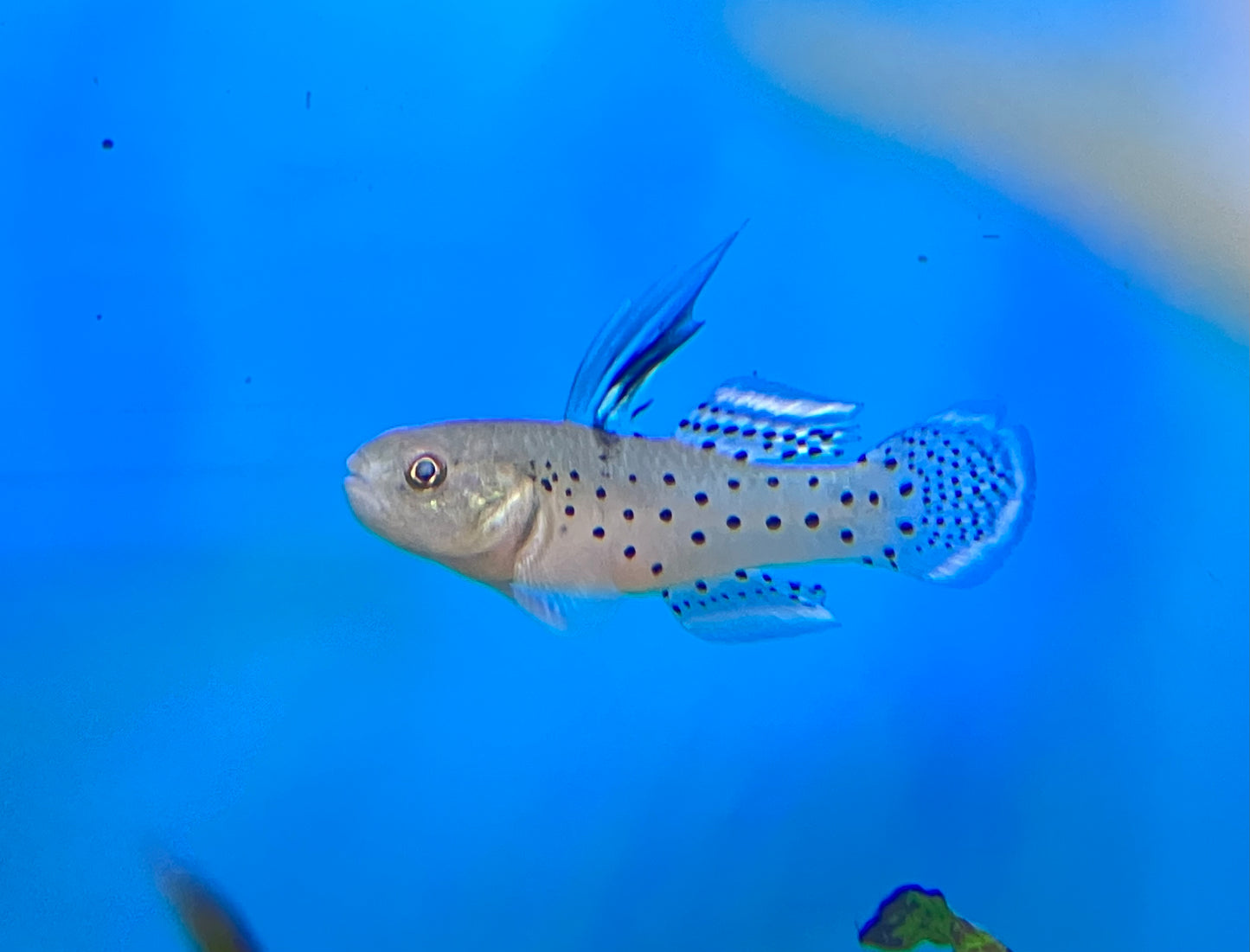 Knight Goby (Stigmatogobius sadanundio)