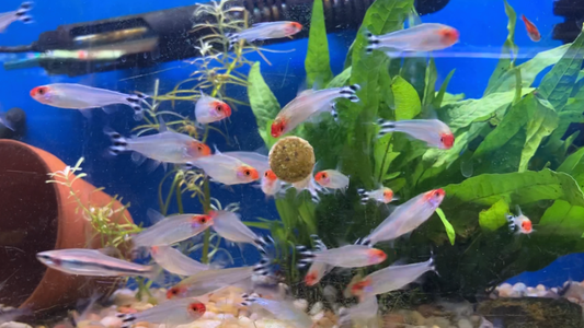 Rummynose Tetras ( 10-Pack )